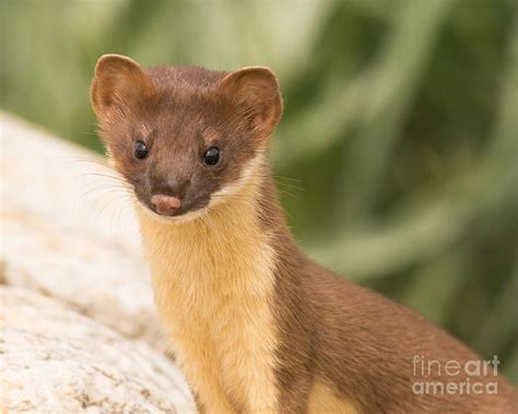 Long Tailed Weasel Photograph By Dennis Hammer Pixels