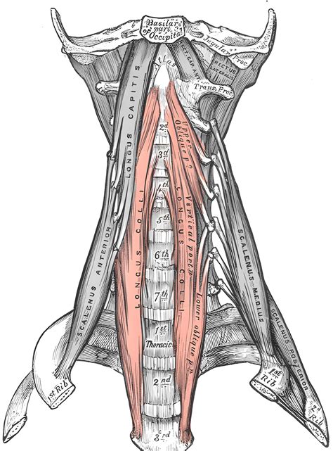 Musculus Longus Colli Ars Neurochirurgica