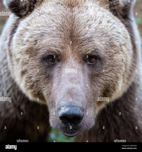 Male Grizzly Bear Face Close Up Hi Res Stock Photography And Images Alamy