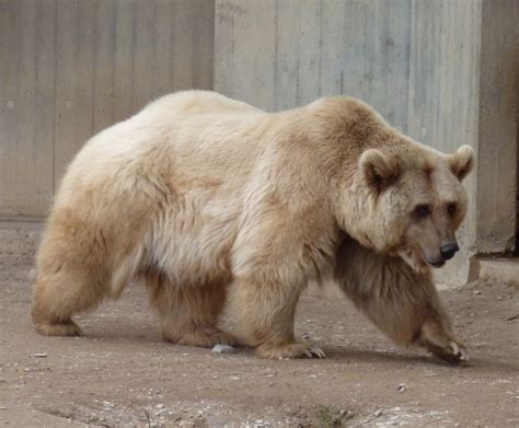 Grizzly Polar Bear Hybrid