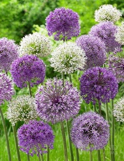 20 Purple White Allium Bulbs Blooming Onion Flowering Perennial Garden