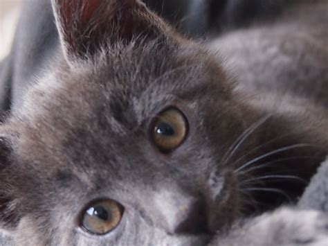 My Little Chartreux Kitten 3 Months Old