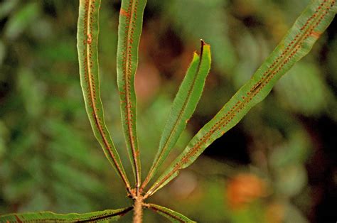 Oleandra Herrei Oleandraceae