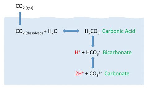 A gas, such as carbon dioxide, water vapour or methane, in the earth's atmosphere, which absorbs energy emitted from the earth's surface and then emits it back to the surface. 5.5 Dissolved Gases: Carbon Dioxide, pH, and Ocean ...