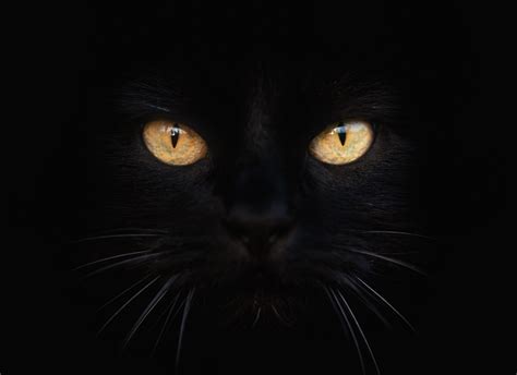 Protect Black Cats This Halloween Cattime