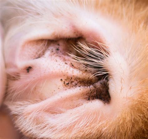 What Causes Ear Mites In Dogs Petschoolclassroom