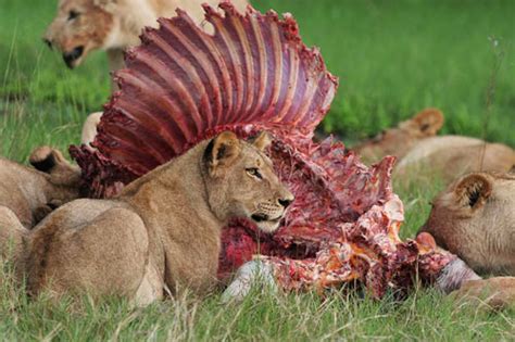 They eat many different kinds of animals, known as prey. What do Lions eat