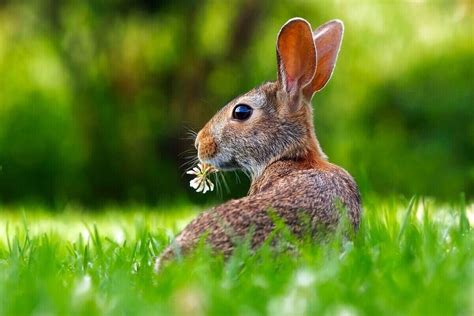 Guide To Rabbit Resistant Landscaping