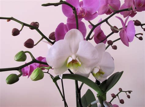 Orchid Flower Branch Wallpaper Hd Flowers 4k Wallpapers Images