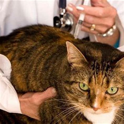 Do Indoor Cats Need Vaccinations Diy Seattle