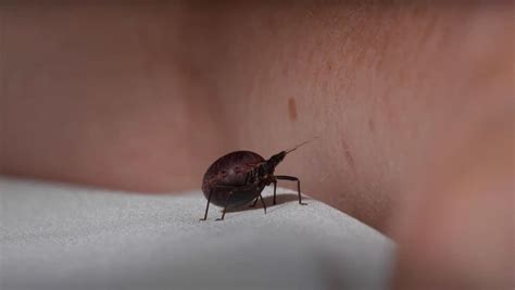 This Deadly ‘kissing Bug Grossly Gorges On Human Blood