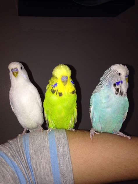 It was one of the very first pets to be added to the game, along with the pink cat. 3 male budgies for sale | Bathgate, West Lothian | Pets4Homes