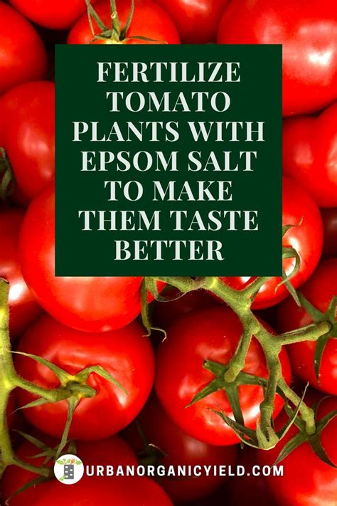 Tomato Plants Growing Tips With Epsom Salt Epsom Salt For Tomatoes