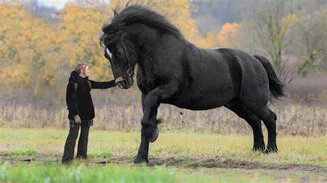 Biggest Horse In The World Big Jake The World S Tallest Horse Video