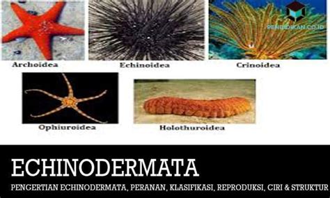 √ Pengertian Echinodermata Peranan Klasifikasi Reproduksi Ciri Dan