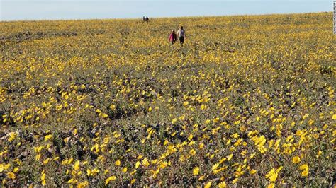 But the normally arid site is suddenly but the normally arid site is suddenly awash in bright yellow, pink, and purple blooms thanks to el niño, which brought unusually plentiful rains in the fall. Death Valley sees rare 'superbloom' of wildflowers - CNN.com