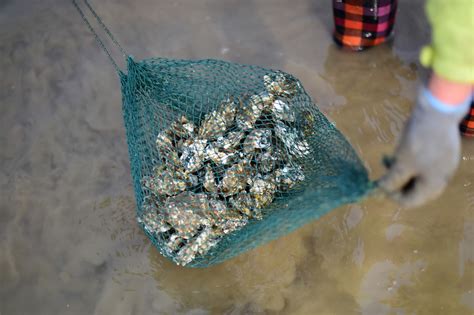Wild Oyster Hunting Season In Qingdao Cgtn