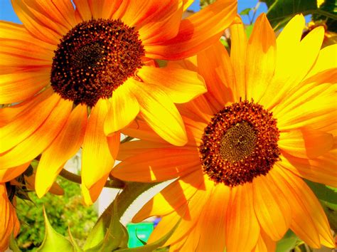 Pin by Lindsay Vigstol on Sunflowers | Red sunflowers, Orange sunflowers, Flowers