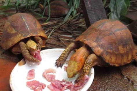 Qué comen las tortugas terrestres. Qué comen las Tortugas, Dieta y Alimentos favoritos ️