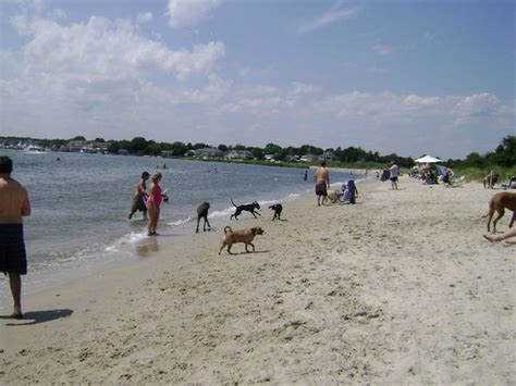 Many People And Dogs Are On The Beach Near The Water While One Dog Is
