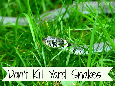 How Do You Know If You Have Snakes In Your Yard