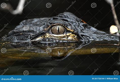 American Alligator Eye Close Up In Dark Okefenokee Swamp Water Georgia