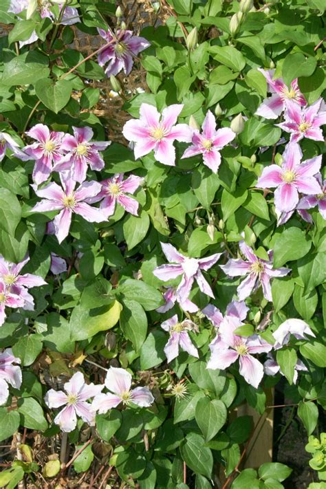 How To Grow Clematis Vine Natalie Linda