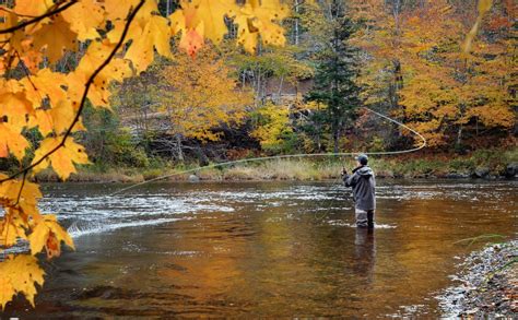 Tips For An Epic Fall Fly Fishing Experience Avidmax Blog