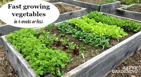 Plant Fast Growing Vegetables For A Homegrown Harvest In 6