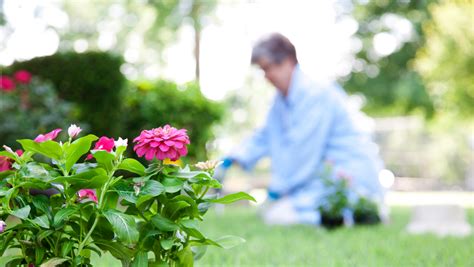 Safe Gardening Tips For Seniors Caring Senior Service