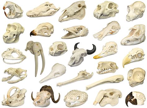 Osteology Museum Animal Skulls I Quiz By Kfastic
