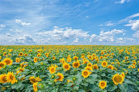 Field Of Sunflowers Helianthus Under The Blue Sky With Clouds Stock