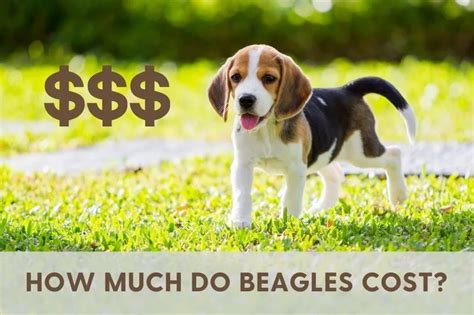 How Much Do Beagles Cost 2024 Best Beagle Guide