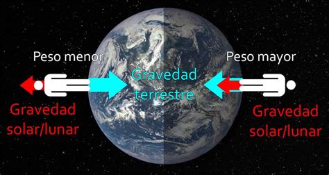 ¿cuánto Cambia Nuestro Peso Durante El Día Debido A La Gravedad De La