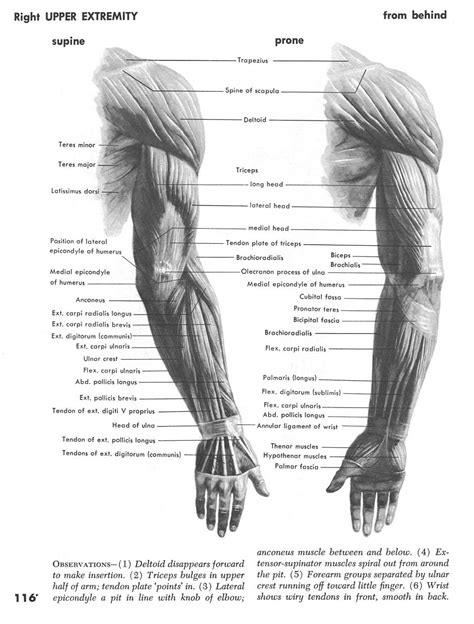 Right Arm Behind Arm Muscles Abdominal Muscles Arm Muscle Anatomy
