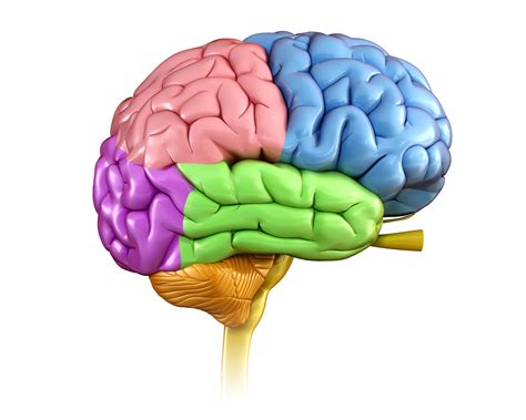 Labelled Part Of Human Brain