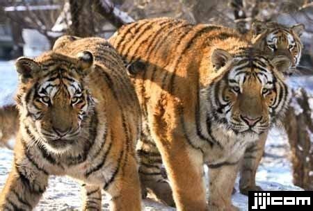 シベリア虎 中国黒竜江省の省都ハルビンで飼育され世界の動物たち 写真特集時事ドットコム