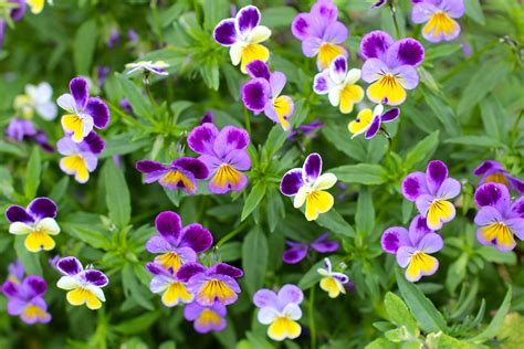 Healing Homeopathy Viola Tricolor