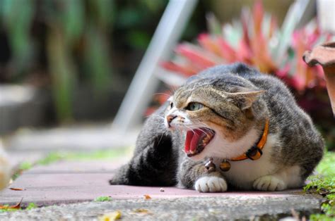 6 Signs Of Stress In Cats The Village Vets