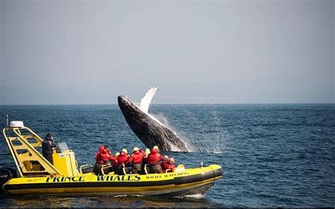 The Best Whale Watching Tours In Victoria Bc In 2023 Vancouver