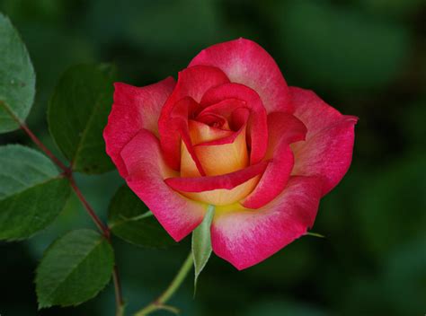 Beautiful Rose Photograph By Sandy Keeton Fine Art America