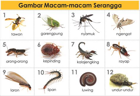 Gambar Jenis Macam Hewan Serangga