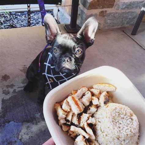 Lazy Dog Restaurant And Bar Is Pet Friendly