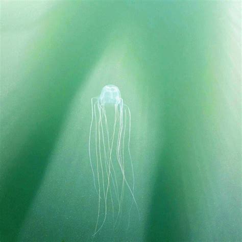 Mackay Beach Closed Box Jellyfish Caught In Drags Daily Mercury