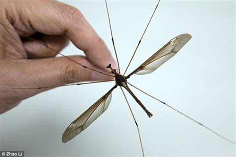 Worlds Largest Mosquito Is Caught In China Daily Mail Online