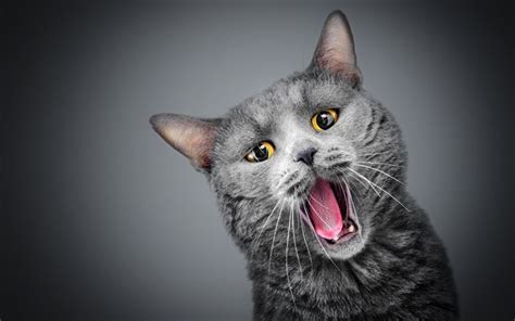 Download Wallpapers British Shorthair Funny Cat Domestic Cat Close