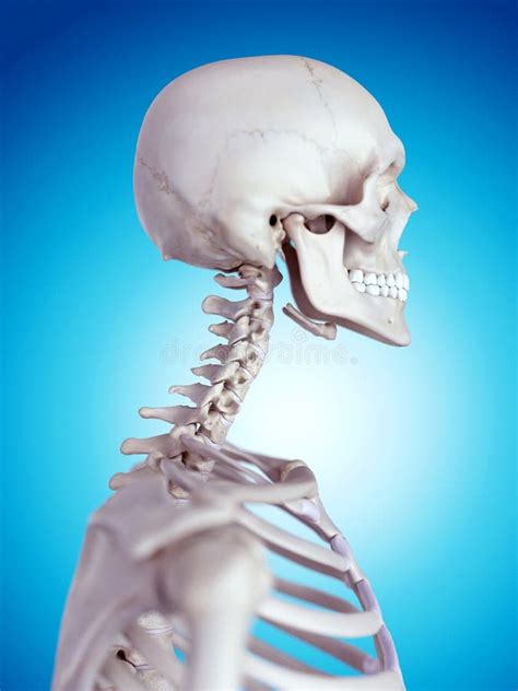 The Cervical Spine Stock Illustration Illustration Of Health 57248412