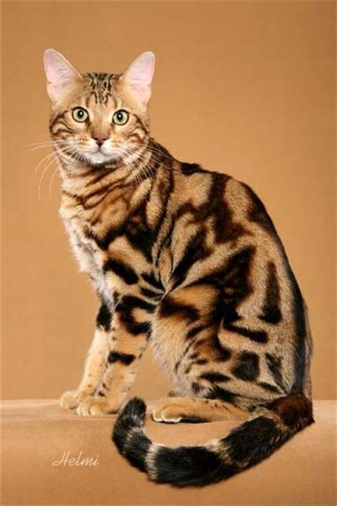 One or more colors swirled into the background color. 192 best Rare Cat Breeds images on Pinterest