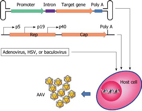 Diagram Of Adeno Associated Virus Vector Production A The Expression