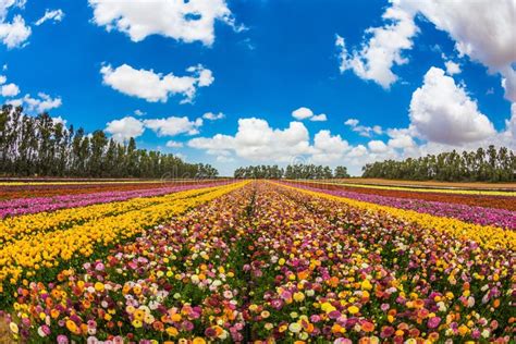 Farm Field Of Magnificentl Flowers Stock Image Image Of Orange